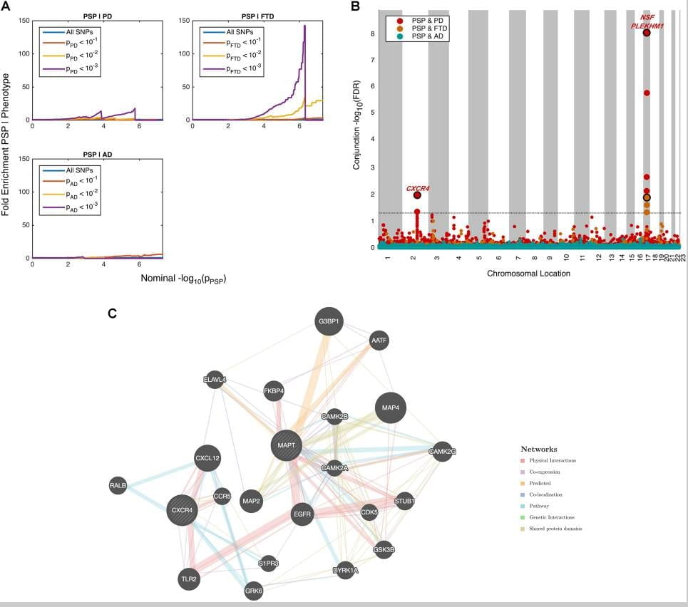plots showing enrichment of PSP I, Manhattan plot of variants effecting PSP.
Gene network illustration.