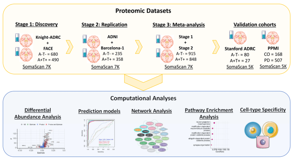 Large scale unbiased proteomics uncovers novel pathways and biomarkers for Alzheimer’s disease